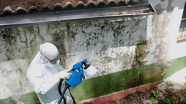 Top rated local Black Mold Remediation specialists in Clarksville, TN